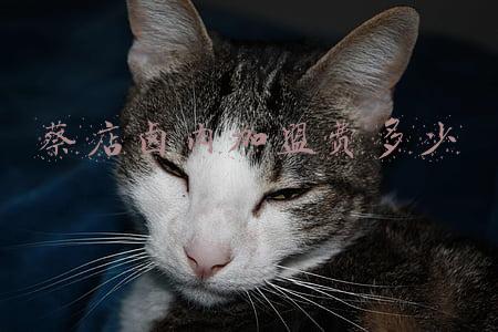 卤家铺子加盟价格(开一家卤菜店大约投资多少钱?)