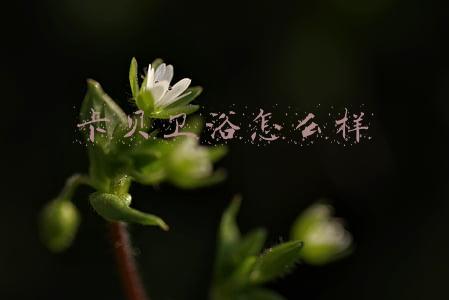 卡贝卫浴怎么样