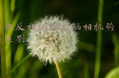 单反相机和数码相机的区别