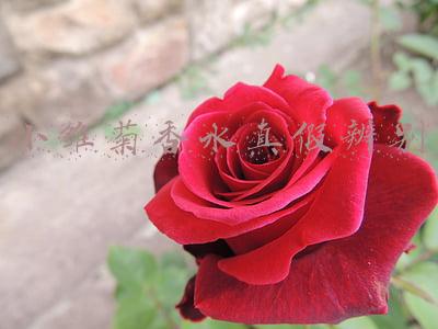 小雏菊香水真假辨别