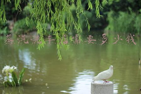 蒸汽洗车机多少钱呢(蒸汽洗车机设备一般多少钱呢？)
