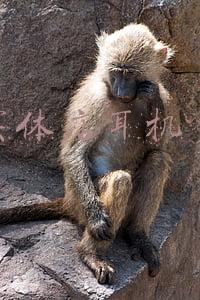 苹果原装耳机回收多少钱?全新无暇的还值多少钱?:苹果耳机全新大概卖多少钱