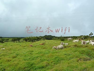 笔记本wifi功能消失了只有飞行模式(为什么电脑连不上wifi，电脑连不上无线网络怎么办)
