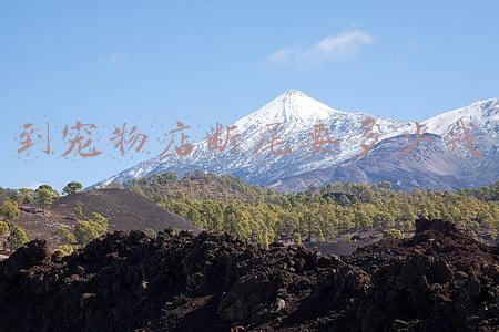 泰迪三个月可以断尾要多少钱(一个月的泰迪做断尾需要多少钱)