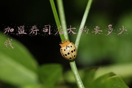 寿司加盟店需要多少钱正宗品牌(寿司加盟店开起来需要投资多少钱？求指教)