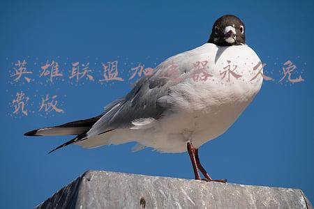 免费的英雄联盟加速器(台服英雄联盟手游什么时候上线？海豚加速器一键支持下载加速)