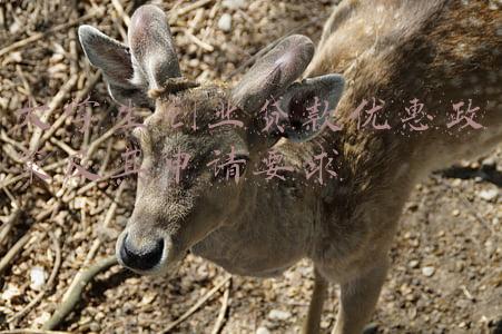 大学生创业贷款优惠政策及其申请要求