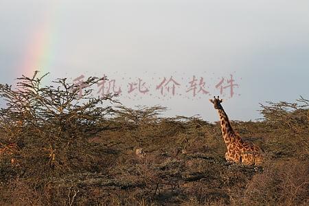 手机比价软件