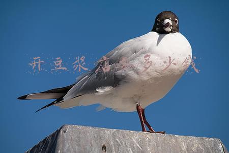 卖豆浆一月能赚多少钱《早餐摆摊卖豆浆赚钱吗》