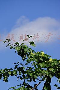 视频贴片广告