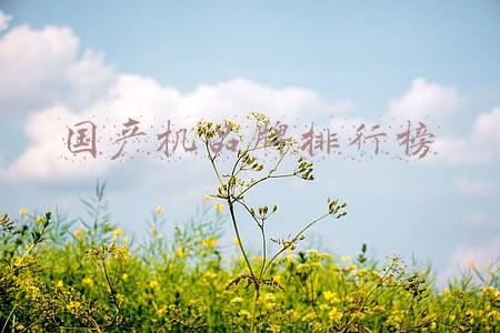 国产智能机品牌排行榜(2021智能手机市场调查报告出炉：苹果夺魁，荣耀势头强劲)