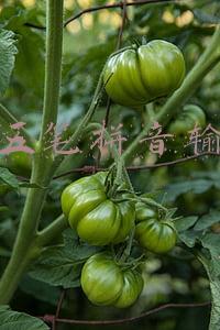 极点五笔拼音输入法
