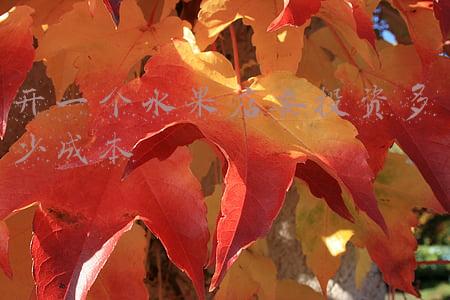 开水果店赚钱吗？_开一家水果店赚钱吗