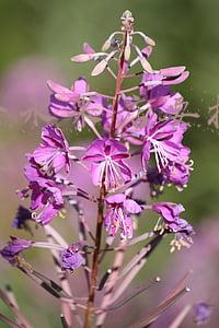 开一个水果店要投资多少成本