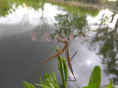 百度权重值
