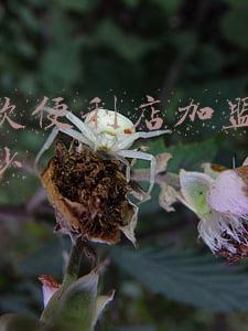 加盟一个全家便利店要多少钱,有什么要求吗(加盟全家便利店需要多少钱)