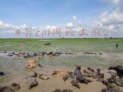 4月cpi同比上涨0 9