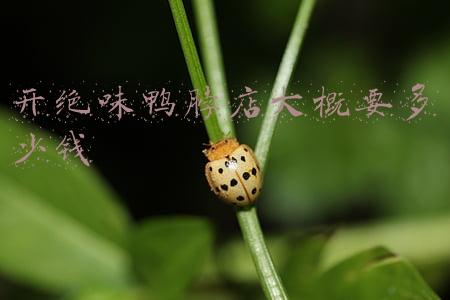 绝味鸭脖加盟费需要多少《加盟个绝味鸭脖需要多少钱》