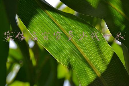 全遮光窗帘多少钱一米（一般窗帘多少钱一米）