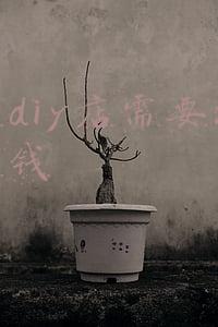 去蛋糕店diy蛋糕贵吗(在蛋糕店 diy一个蛋糕贵吗)