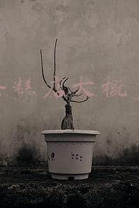 开蛋糕店需要多少钱总投资明细(开个蛋糕店需要投资多少钱)