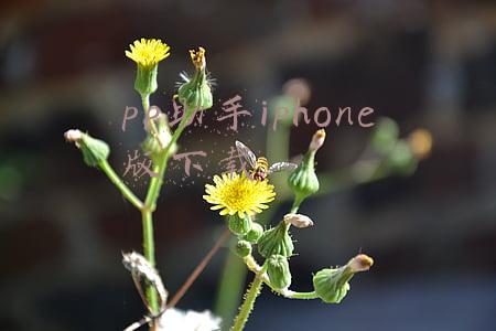 pp助手iphone版下载