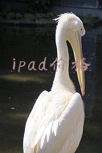 ipad价格