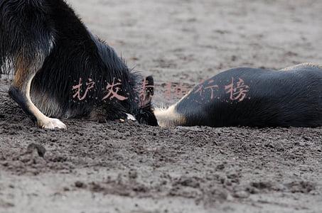 护发素排行榜