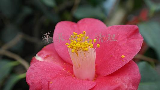 苹果内存清理用什么app(确认过眼神！这15款苹果App最佳)