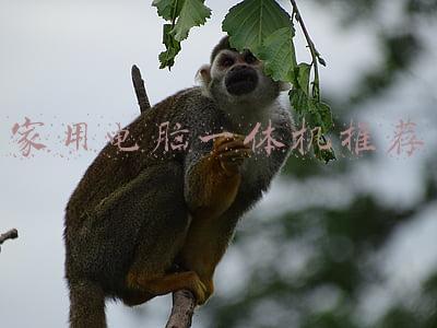 最好的一体机电脑(迄今为止最好的一体电脑非它莫属)