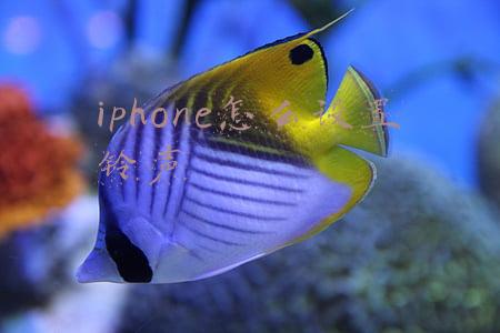 iphone怎么设置铃声