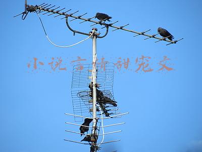 小说言情甜宠文校园(强推！现言甜宠文系列，《舍我棋谁》《日月如移越少年》值得一看)