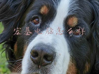 宏基电脑怎么样