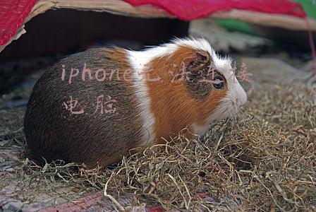 iphone无法连接电脑