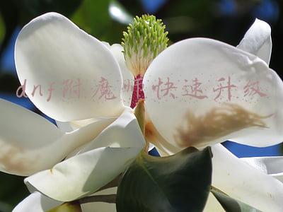 dnf附魔师快速升级