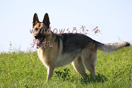 windows8.1怎么关机(一加8pro怎么关机 一加8pro关机重启快捷键按钮)