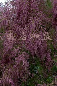 芳婆糕团店加盟多少钱