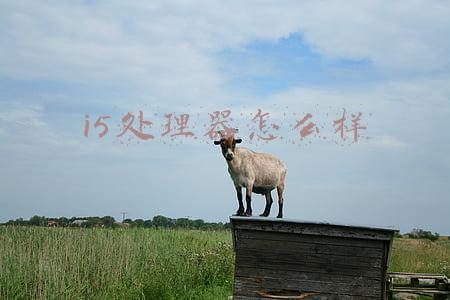 i5处理器怎么样