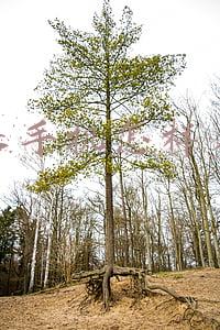 苹果手机怎样省电,关掉这几个开关非常重要!(iPhone手机需要调整的5个设置，帮助手机省电不止一倍)