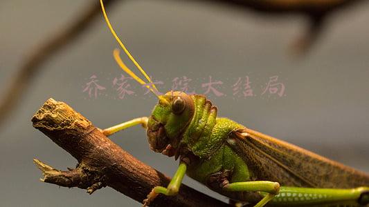 乔家大院大结局