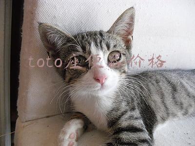 toto智能马桶价格大全(智能马桶值不值得入手？与普通马桶相比有那些利弊，谁更经济实惠)