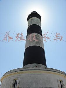 蛋鸡养殖技术与管理视频下载(智慧蛋鸡：蛋鸡养殖之育雏阶段鸡的饮水与采食管理，您做对了么？)