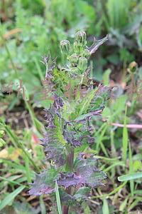 奶粉销量排行榜10强