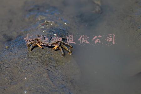 橱柜加盟橱柜招商(定制橱柜要加盟的话，有哪些品牌？)