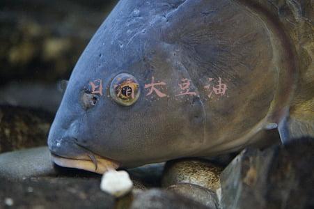 日清大豆油