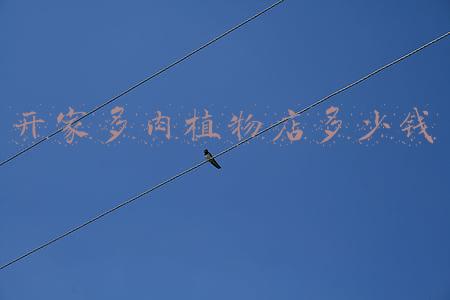 开家多肉植物店多少钱
