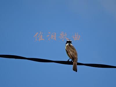 催泪歌曲