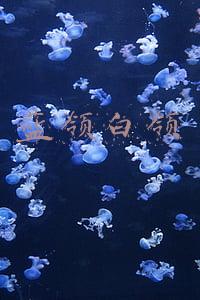 蓝领白领金领分别是什么意思(蓝领、白领还是金领？)