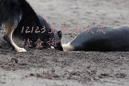12123驾照考试成绩查询成绩单(交管12123查看记分和状态)