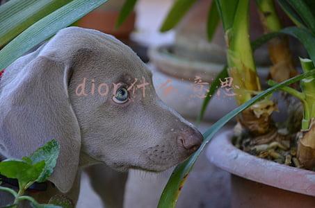 dior什么意思